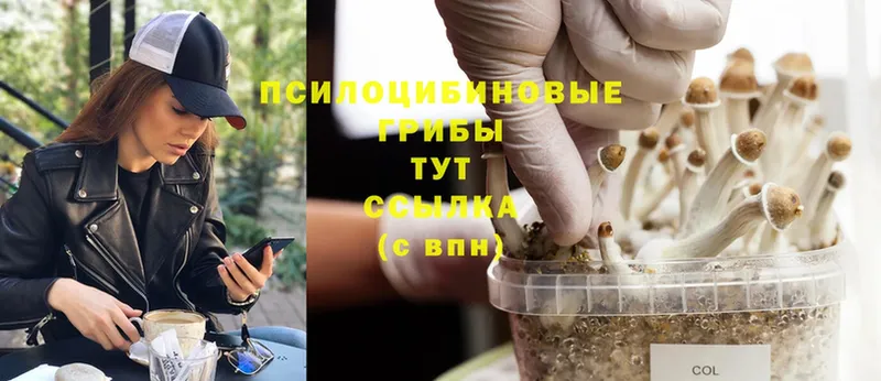 даркнет формула  Богородск  Галлюциногенные грибы MAGIC MUSHROOMS 